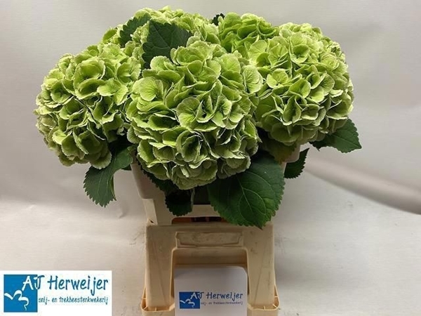 HORT. EMERALD VERT 60 $$$