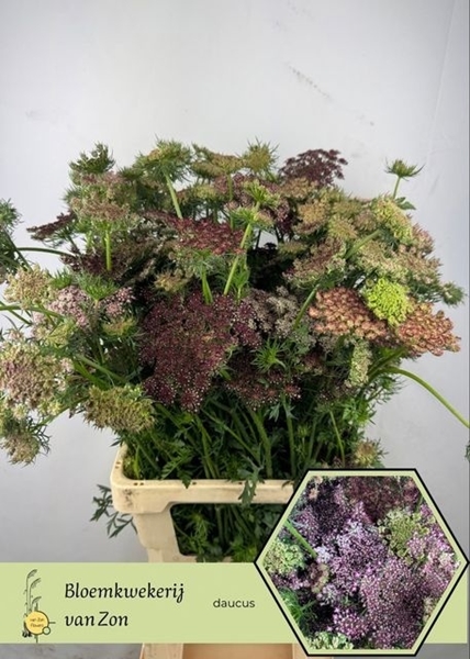 DAUCUS CAROTA DARA 75CM