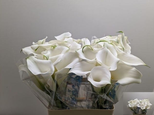 CALLA CAPTAIN VENTURA 60CM