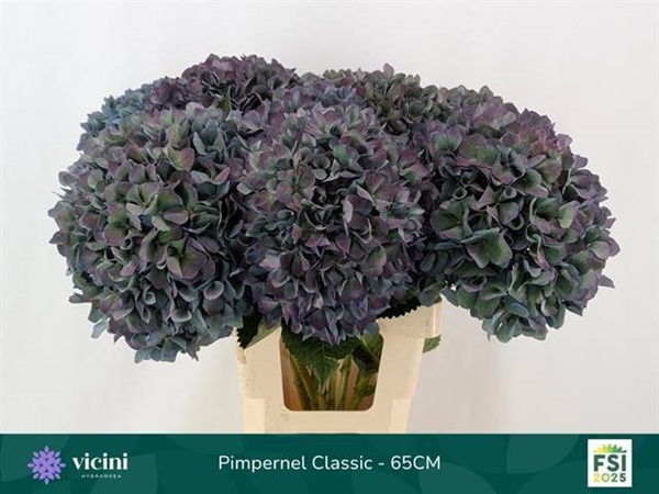 HORT. PERNEL CLASSIC 65 $$$