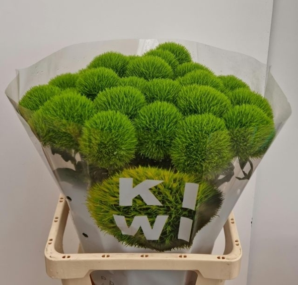OEILLET DE POETE KIWI MELLOW 60CM