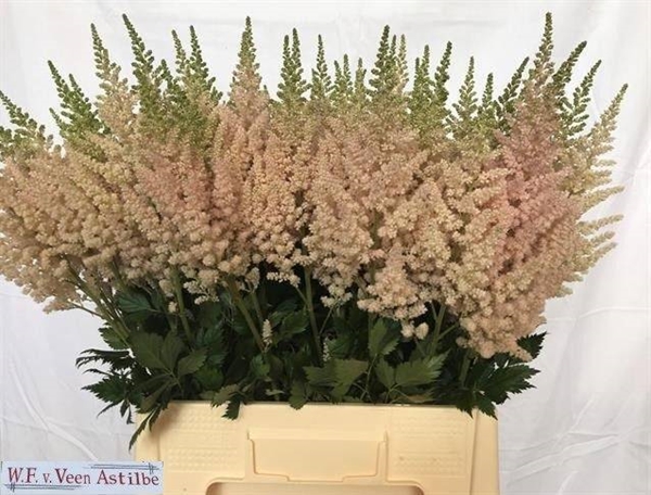 ASTILBE CH VI INFERNO 65CM