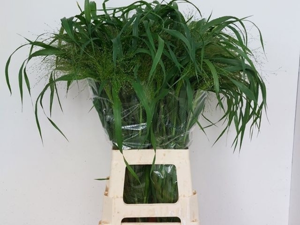 PANICUM FONTAINE ZILVERGR 80