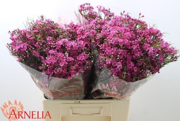 WAX ROMI ROSE FREE SPIREEIT 60CM 55G