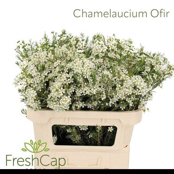 WAX ROMI ROSE OFIR 70CM 50G