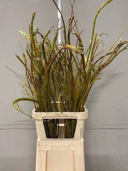 SALIX SEKKA BANDWILG 120CM