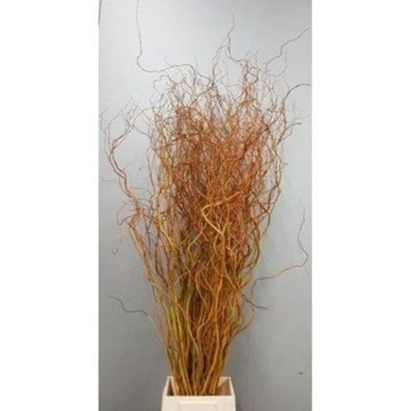 SALIX GOLDEN CURLS 130CM