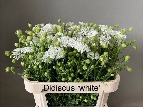 DIDISCUS 75CM