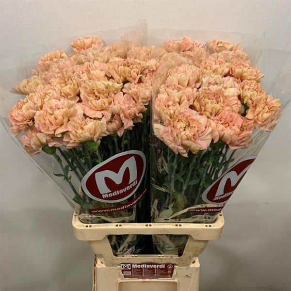 OEILLET SAONA 65CM