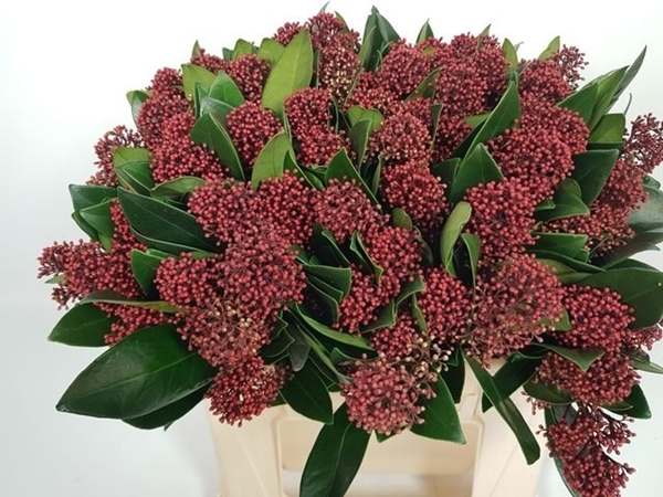 SKIMMIA J RUBELLA BOS 45CM