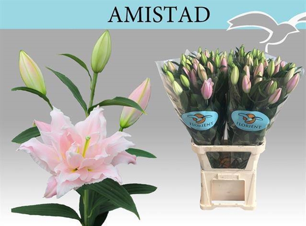 LYS OR DU AMISTAD 4 F+