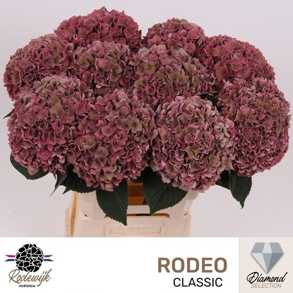 HORT. ELBTAL ROSE CL 60 $$$
