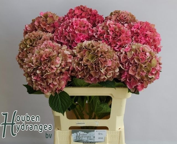 HORT. GLOWING ALPS CLASSIC 60CM