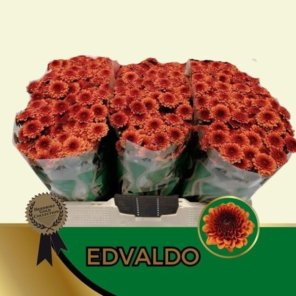 CHRYS. SANTINI SANTINIT EDVALDO 1300G 55CM