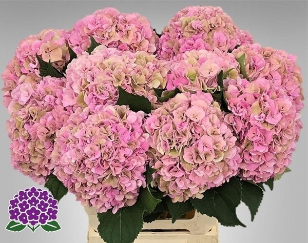 HORT. ROYAL SYMPHONY CLASS 60 $$$