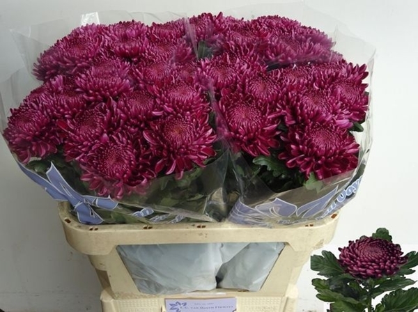 CHRYS. UNIF BIGOUDI PURPLE 130G 75CM