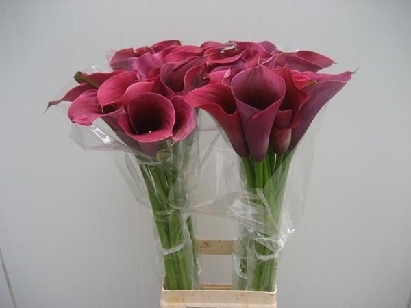 CALLA CAPTAIN PROMISE 80CM
