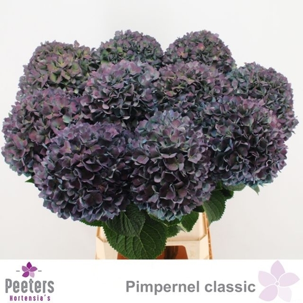 HORT. PERNEL CLASSIC 100 $$$