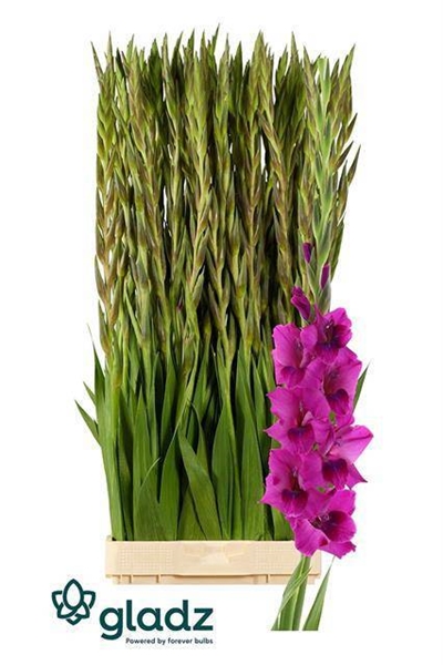 GLAIEUL MYSTIC MAGENTA 130CM