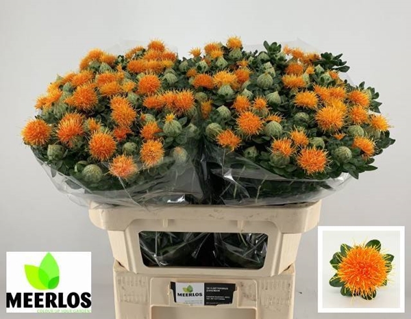 CARTHAMUS ZANZIBAR 80CM
