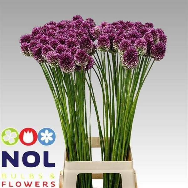 ALLIUM SPHAEROCEPHAL 90CM