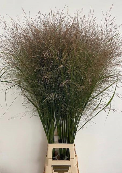 PANICUM THUNDERCL 130CM A1