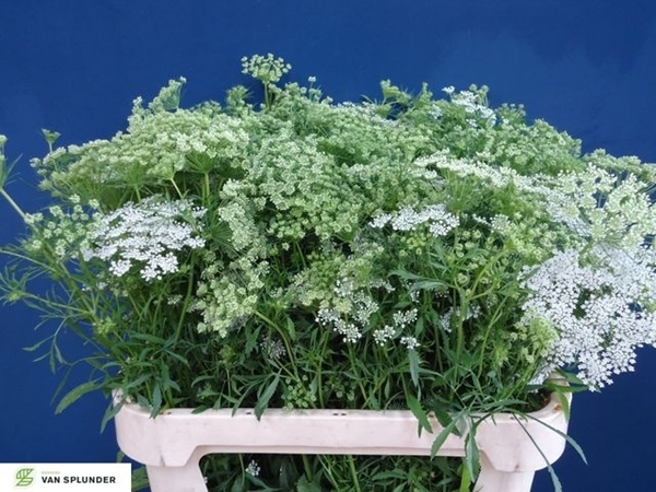 DILLE MAJUS BLANC 75CM