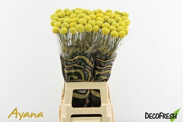 CRASPEDIA PAINTBALL POP 80CM