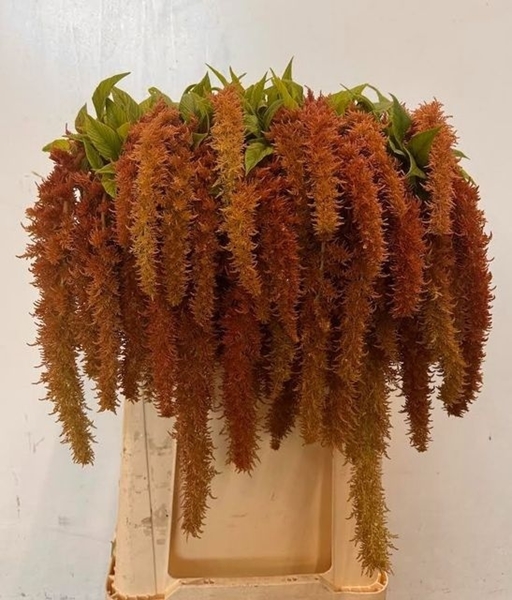 AMARANTE CAUD BROWN SPIDER 75CM 4FX10