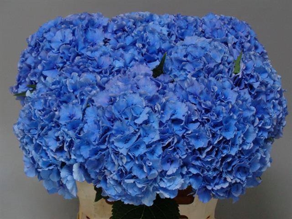 HORT. ROYAL PARADE 60CM