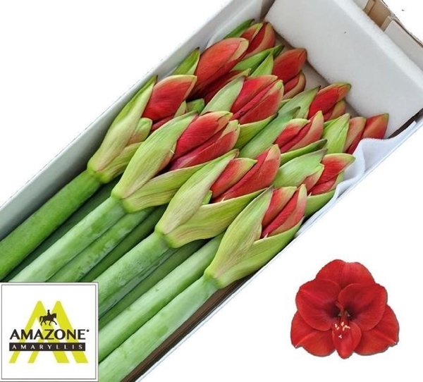 AMARYL. FERRARI 4FL X12 80CM 4FX12