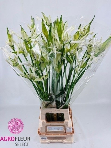 NERINE LIKE A VIRGIN 80CM