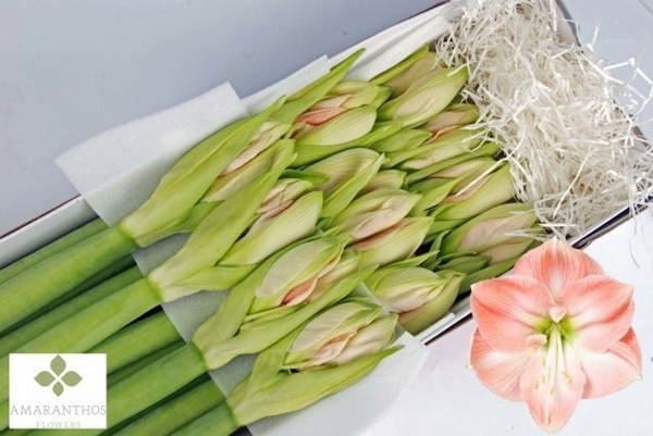 AMARYL. DARLING 4FL X12 75CM 4FX10