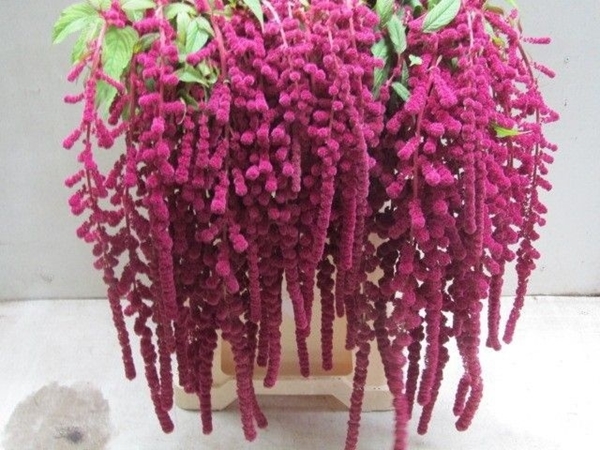 AMARANTE ROSARY 80CM BQ