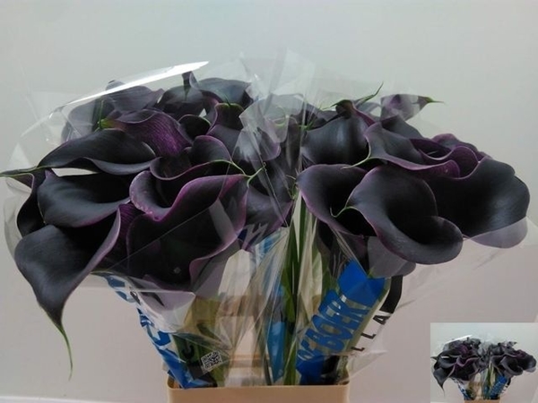 CALLA CAPTAIN CARRERA 70CM