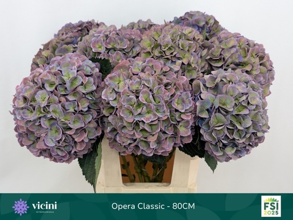 HORT. ROYAL OPERA CLASSIC 80CM