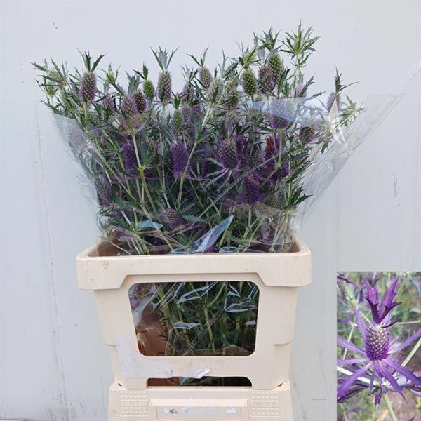 CHARDON DISCOVERY 65CM