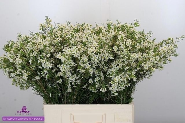 WAX ROMI ROSE OFIR 60CM 40G