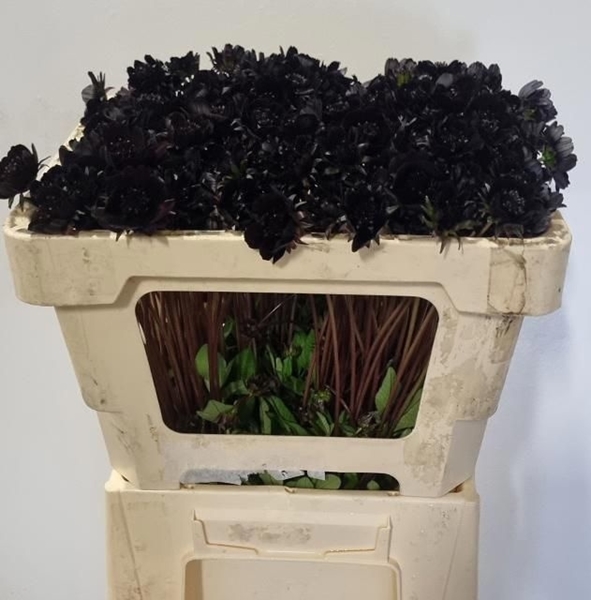 COSMOS BLACK BEAUTY 45CM