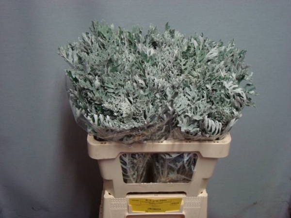 SENECIO MARITIMA 55CM