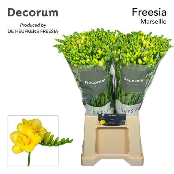 FREESIA JAUNE $$$