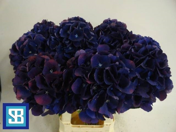 HORT. ROYAL KING 70CM