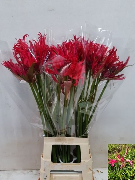 NERINE PINK CHARM 75 $$$