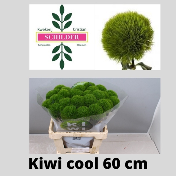 OEILLET DE POETE KIWI COOL 60CM