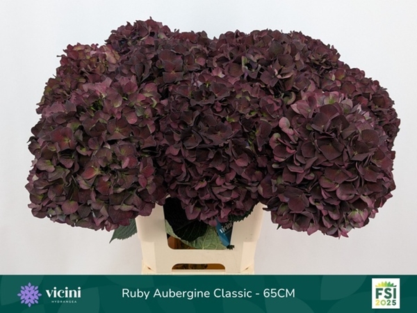 HORT. PINK RUBY 60 $$$