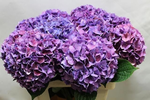 HORT. RODEO CLASSIC PURPLE 60 $$$