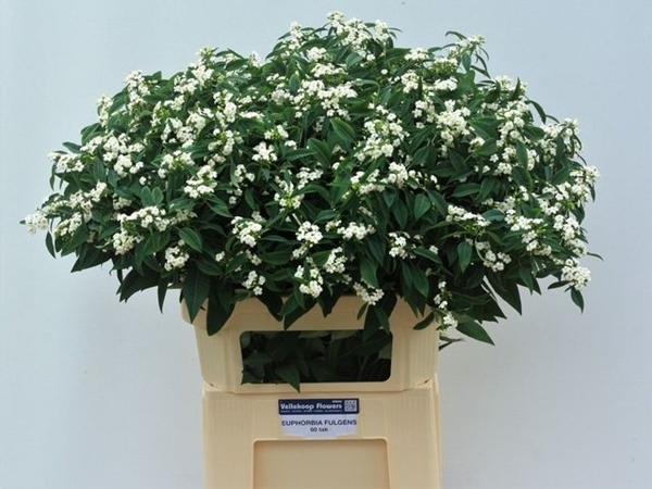 EUPHORBIE QUICKSILVER 80CM