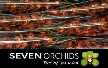 CYMBI ORANGE HOLLAND X6.