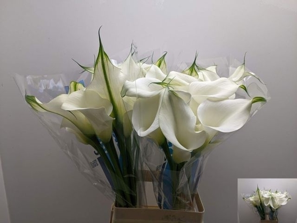 CALLA CAPTAIN VENTURA 70CM