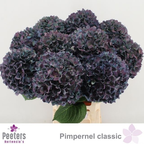 HORT. PIMPERNEL CL 65 $$$